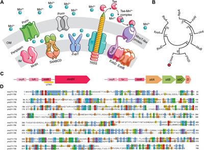 Manganese Utilization in Salmonella Pathogenesis: Beyond the Canonical Antioxidant Response